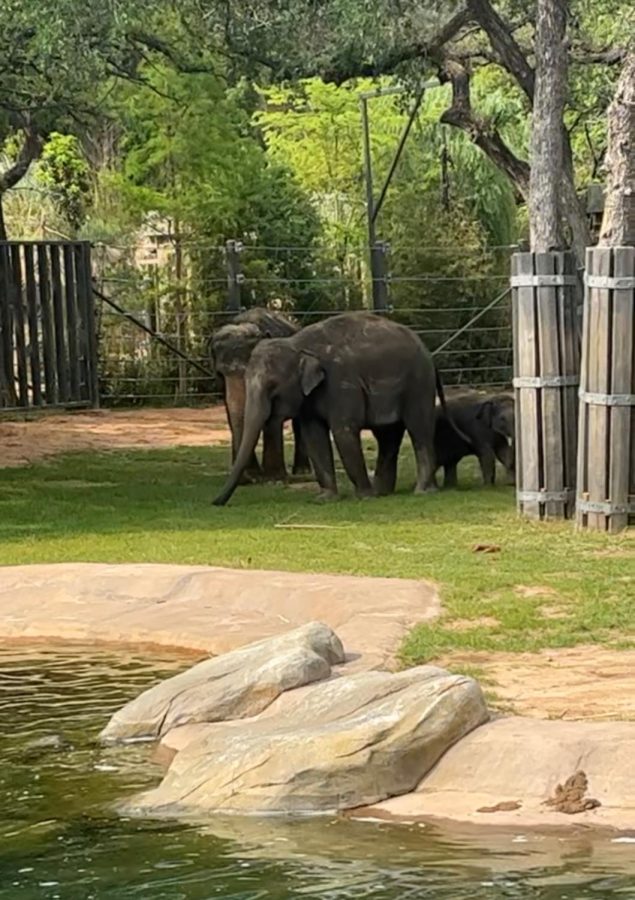 A mother elephant and her baby at the zoo. 