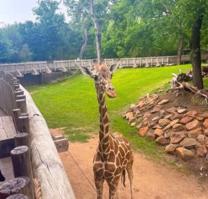 The giraffes in their habitat.