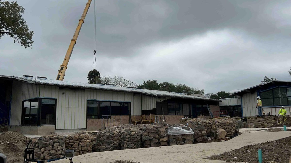 The Chinkapin Oak tree flying over the 1st and 2nd Grade Wing of the new Lower School