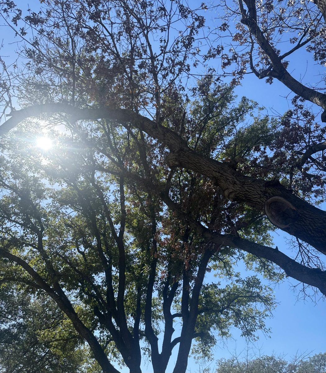 Sun shining through the trees outside in between of the FWCD Library  and Science Building. 