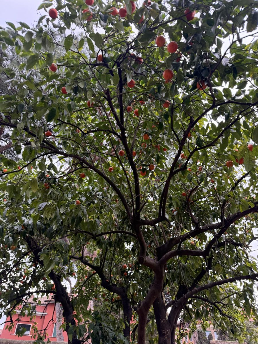 This is a photo taken from under an orange tree in Italy.
